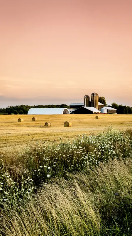 Round hay bales in a gold field in front of a barn and silos under a pink sky