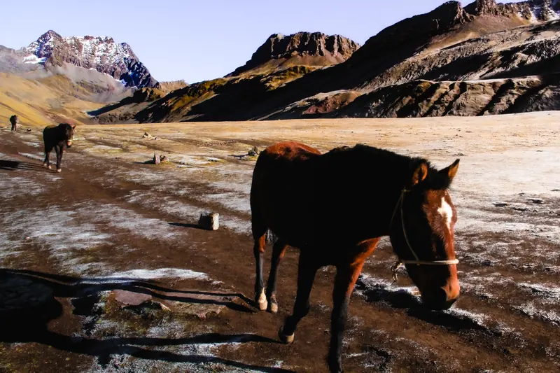 A dark horse with a white blaze grazing in a high valley, snowy peaks behind it